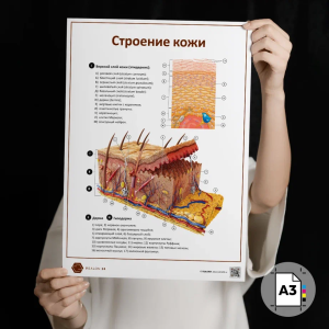 Фото - Строение кожи (плакат А3)