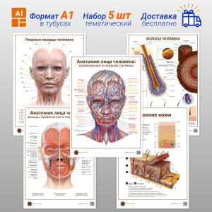 Фото - Набор плакатов 5 (в кабинет косметолога) (формат А1)