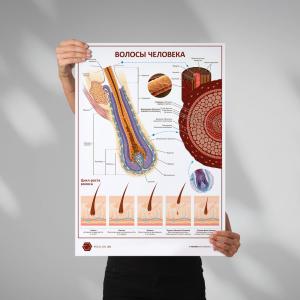 Фото - Волосы человека (плакат А1)