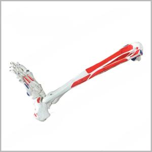 Фото - Анатомическая модель костей ног, суставов стоп в масштабе 1:1