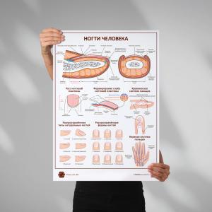 Фото - Ногти человека (плакат А1)