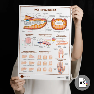 Фото - Ногти человека (плакат A3)