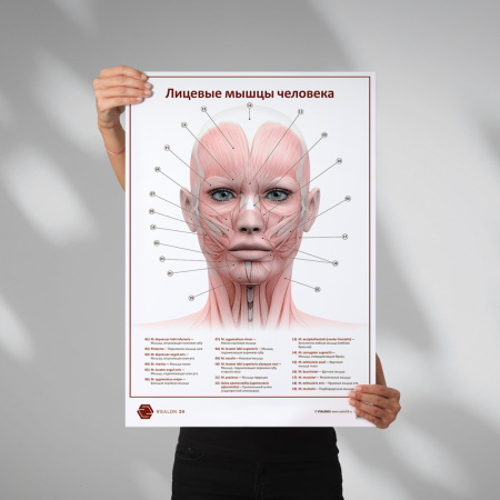 Фото - Лицевые мышцы человека (плакат А1)