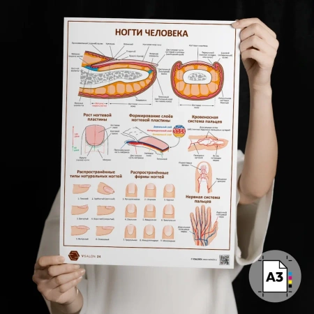 Фото - Ногти человека (плакат A3)