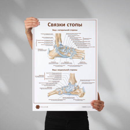 Фото - Связки стопы (плакат А1)