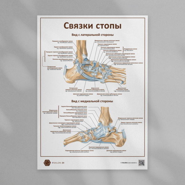 Фото - Связки стопы (плакат А1)