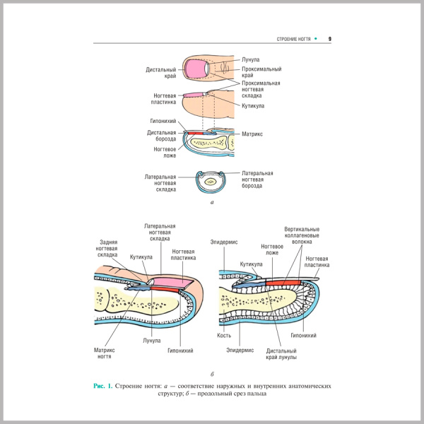 Фото - Поражения ногтей в практике врача-дерматовенеролога (мягкий переплет)