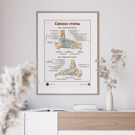 Фото - Связки стопы (плакат А1)