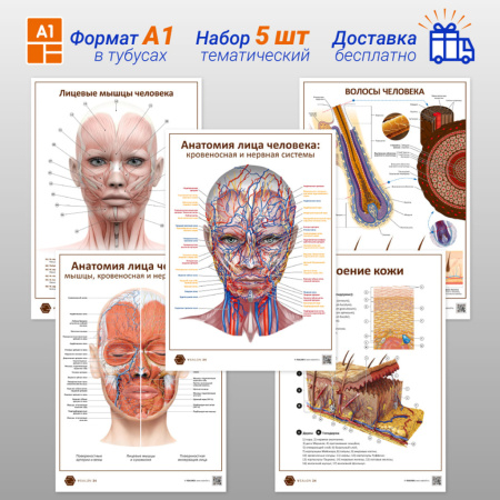 Фото - Набор плакатов 5 (в кабинет косметолога) (формат А1)
