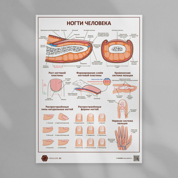 Фото - Ногти человека (плакат А1)