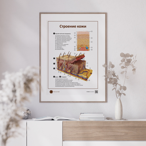 Фото - Строение кожи (плакат А1)