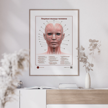 Фото - Лицевые мышцы человека (плакат А1)