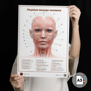 Фото - Лицевые мышцы человека (плакат А3)