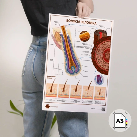 Фото - Волосы человека (плакат А3)