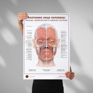 face_muscul_blood___POSTER-1___1920x1920px