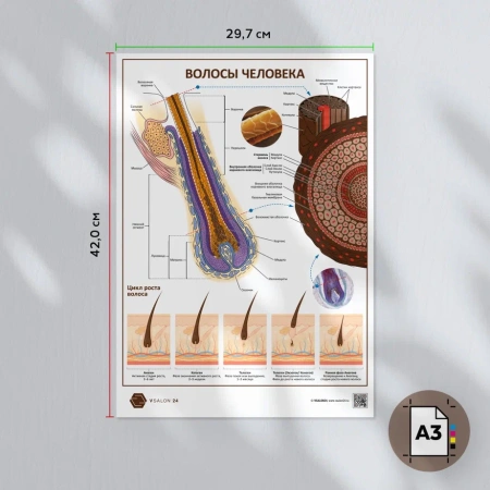 Фото - Волосы человека (плакат А3)